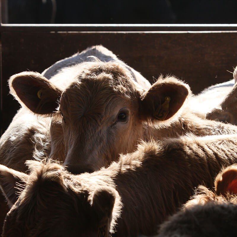Calf peeking above other cattle in corral.